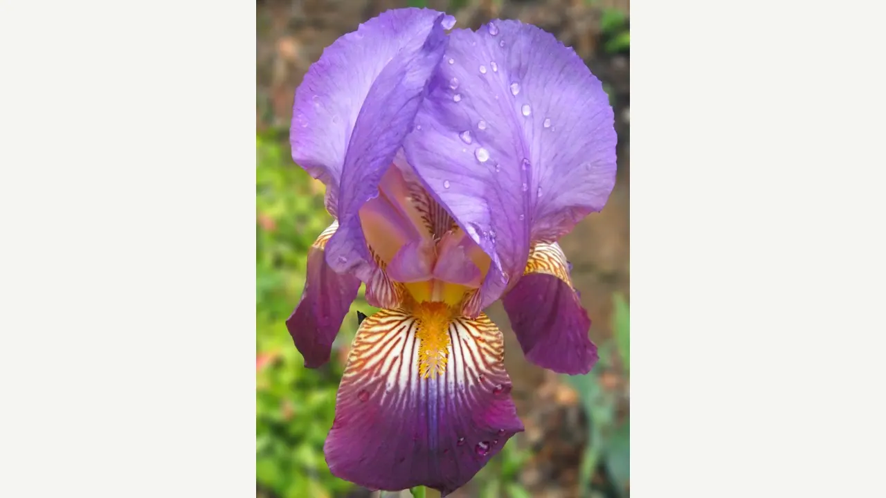 Fiore di iris viola fotografato in un giardino